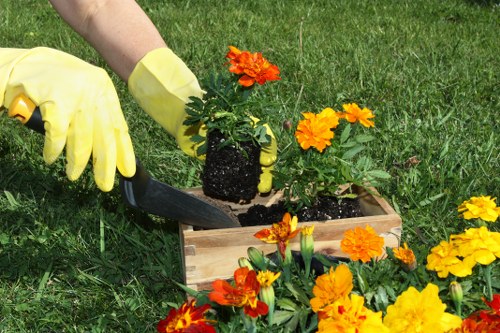 Choosing a reliable tree removal service in Highbury