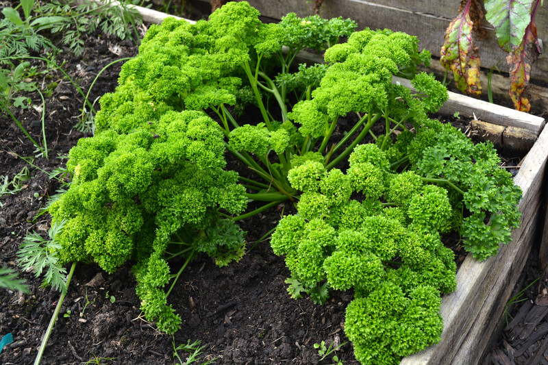 Lawn mowing lawn care